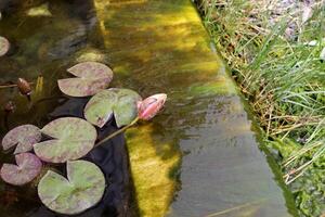 A water lily grows in a fresh water pond. photo