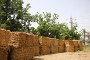 Straw is the dry stems of cereal crops remaining after threshing. photo