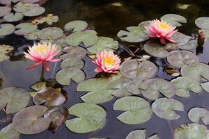 A water lily grows in a fresh water pond. photo