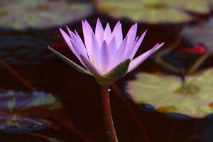 A water lily grows in a fresh water pond. photo