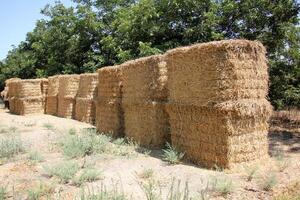 Straw is the dry stems of cereal crops remaining after threshing. photo