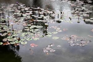 un agua lirio crece en un Fresco agua estanque. foto