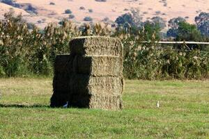 Straw is the dry stems of cereal crops remaining after threshing. photo