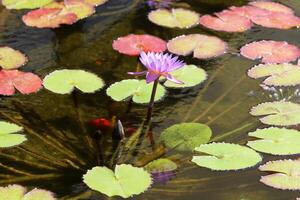 un agua lirio crece en un Fresco agua estanque. foto