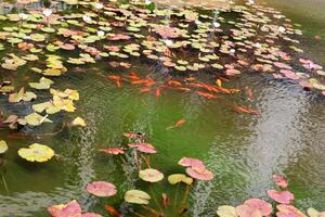 A water lily grows in a fresh water pond. photo