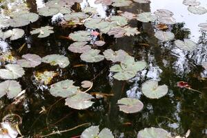 A water lily grows in a fresh water pond. photo