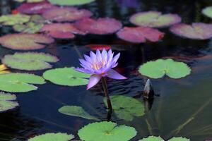 A water lily grows in a fresh water pond. photo