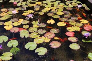 A water lily grows in a fresh water pond. photo