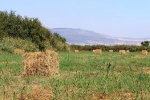 Straw is the dry stems of cereal crops remaining after threshing. photo