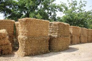 Straw is the dry stems of cereal crops remaining after threshing. photo