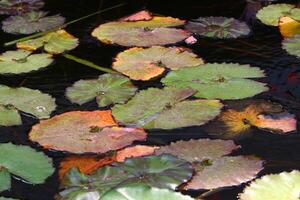 A water lily grows in a fresh water pond. photo