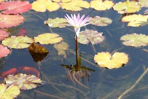 un agua lirio crece en un Fresco agua estanque. foto