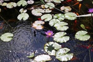 A water lily grows in a fresh water pond. photo