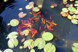 A water lily grows in a fresh water pond. photo