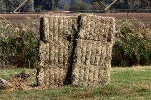 Straw is the dry stems of cereal crops remaining after threshing. photo