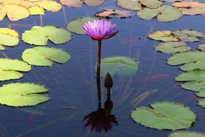 A water lily grows in a fresh water pond. photo