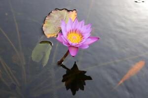 A water lily grows in a fresh water pond. photo