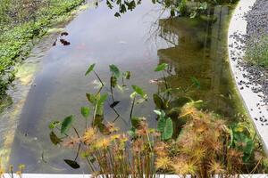 A water lily grows in a fresh water pond. photo