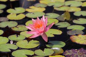 A water lily grows in a fresh water pond. photo