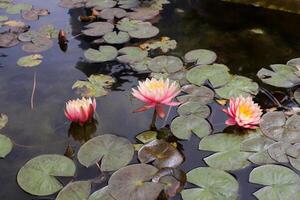 A water lily grows in a fresh water pond. photo