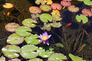 A water lily grows in a fresh water pond. photo