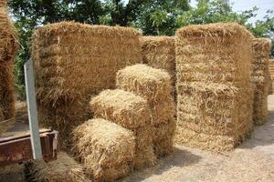 Straw is the dry stems of cereal crops remaining after threshing. photo