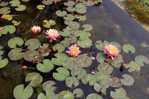 A water lily grows in a fresh water pond. photo