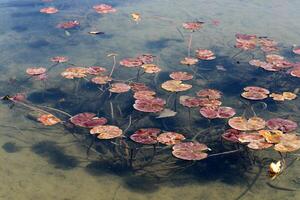 A water lily grows in a fresh water pond. photo