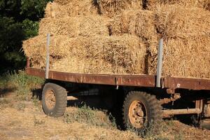 Straw is the dry stems of cereal crops remaining after threshing. photo