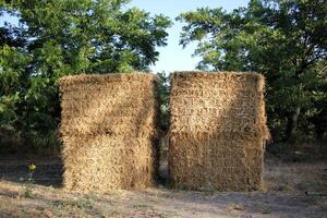 Straw is the dry stems of cereal crops remaining after threshing. photo