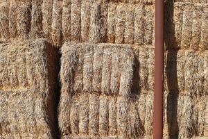 Straw is the dry stems of cereal crops remaining after threshing. photo