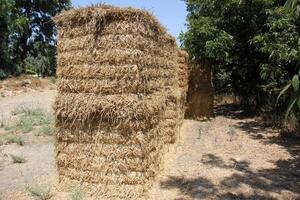 Straw is the dry stems of cereal crops remaining after threshing. photo