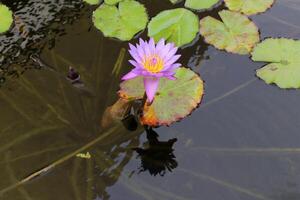 A water lily grows in a fresh water pond. photo