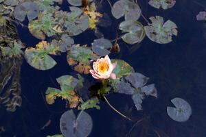 A water lily grows in a fresh water pond. photo