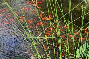 A water lily grows in a fresh water pond. photo