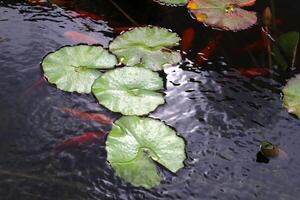 un agua lirio crece en un Fresco agua estanque. foto