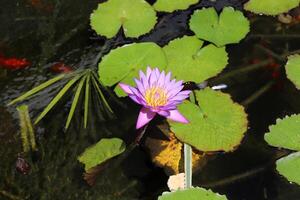 A water lily grows in a fresh water pond. photo