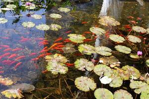 A water lily grows in a fresh water pond. photo