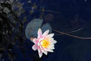 A water lily grows in a fresh water pond. photo