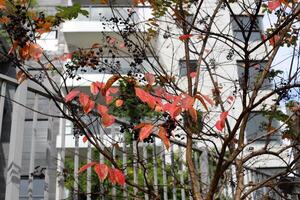 Tel Aviv Israel 03 28 2024. Buildings and structures in Tel Aviv through the foliage of tall trees. photo