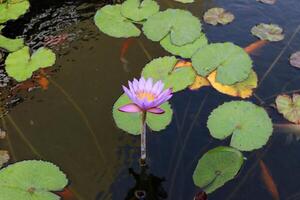 A water lily grows in a fresh water pond. photo