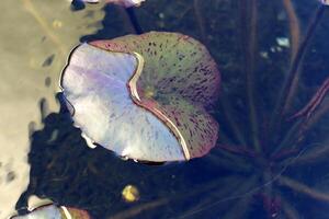 un agua lirio crece en un Fresco agua estanque. foto