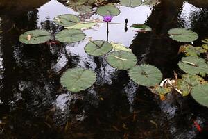 A water lily grows in a fresh water pond. photo