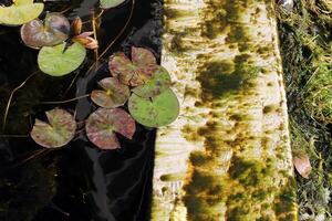 A water lily grows in a fresh water pond. photo