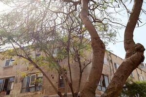 Tel Aviv Israel 03 28 2024. Buildings and structures in Tel Aviv through the foliage of tall trees. photo
