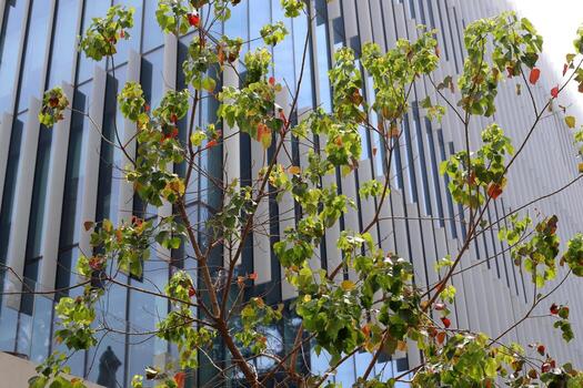 Tel Aviv Israel 03 28 2024. Buildings and structures in Tel Aviv through the foliage of tall trees. photo