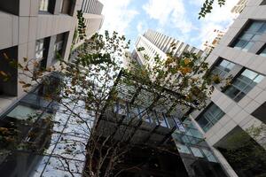 Tel Aviv Israel 03 28 2024. Buildings and structures in Tel Aviv through the foliage of tall trees. photo