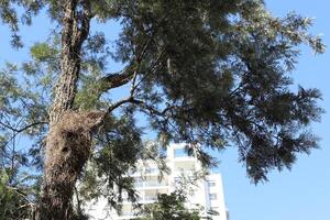 Tel Aviv Israel 03 28 2024. Buildings and structures in Tel Aviv through the foliage of tall trees. photo