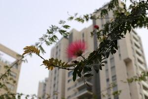 Tel Aviv Israel 03 28 2024. Buildings and structures in Tel Aviv through the foliage of tall trees. photo