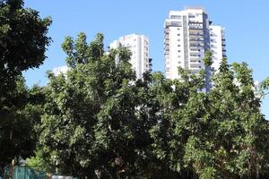 Tel Aviv Israel 03 28 2024. Buildings and structures in Tel Aviv through the foliage of tall trees. photo